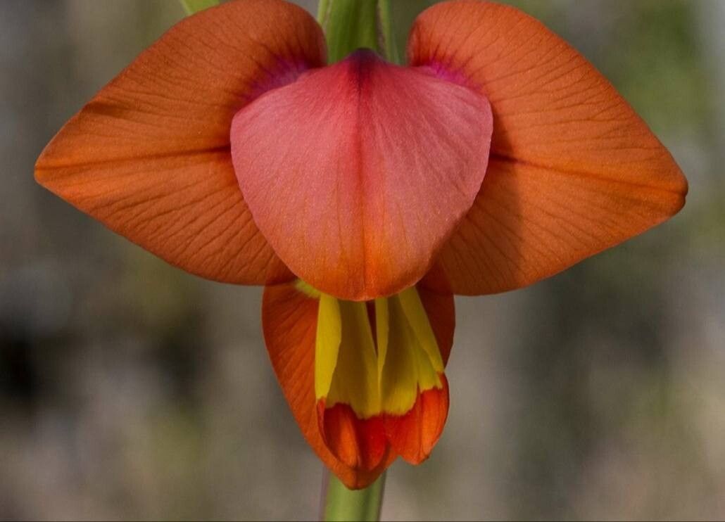 Gladiolus equitans — search result for 'Gladiolus'