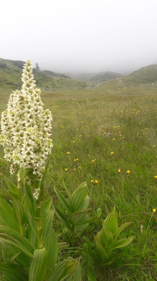 Veratrum album flower