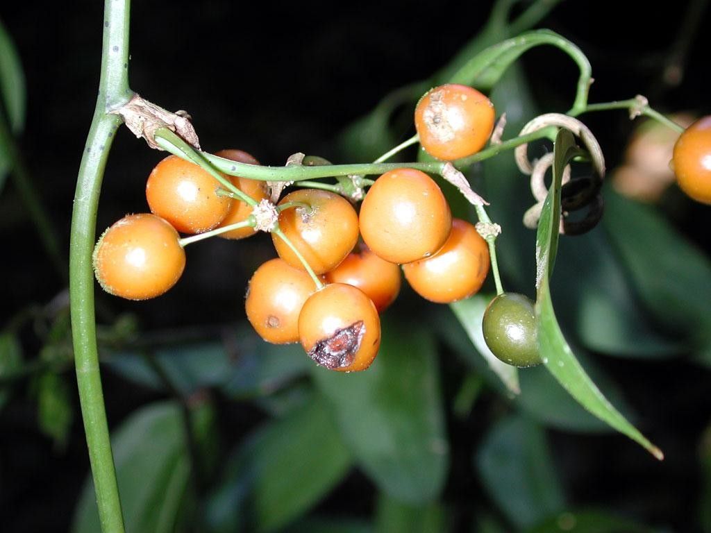 Smilax febrifuga fruit