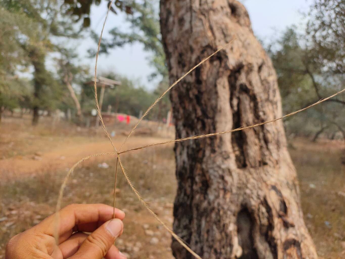 Enteropogon dolichostachyus — related species from the same genus