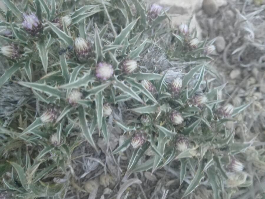 Atractylis phaeolepis flower