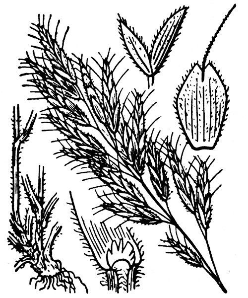 Bromus intermedius other