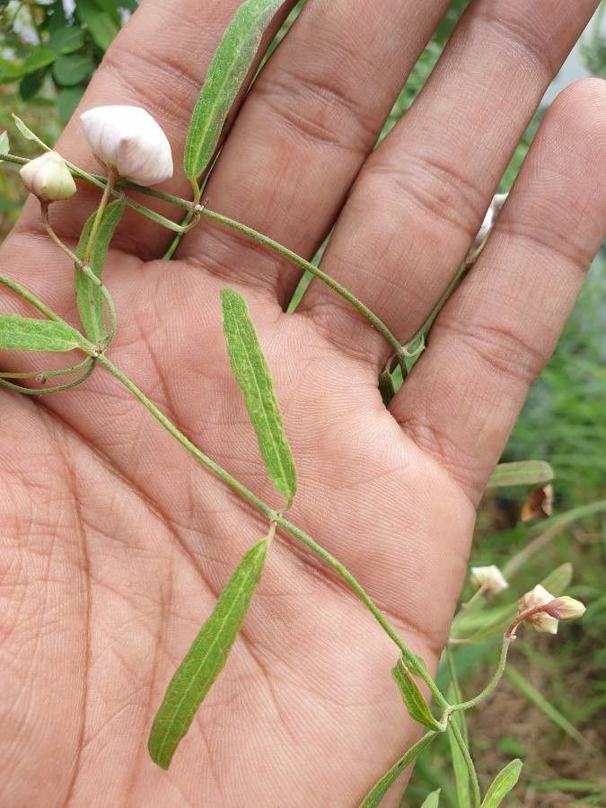 Oxystelma esculentum — houseplant care guide