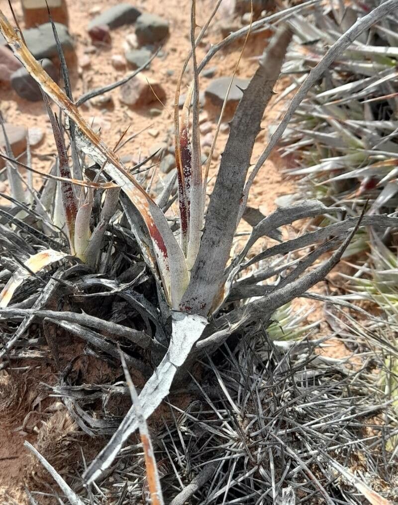 Deuterocohnia strobilifera leaf