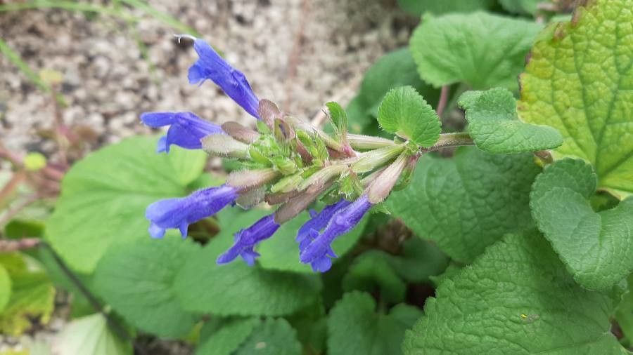 Dracocephalum grandiflorum flower