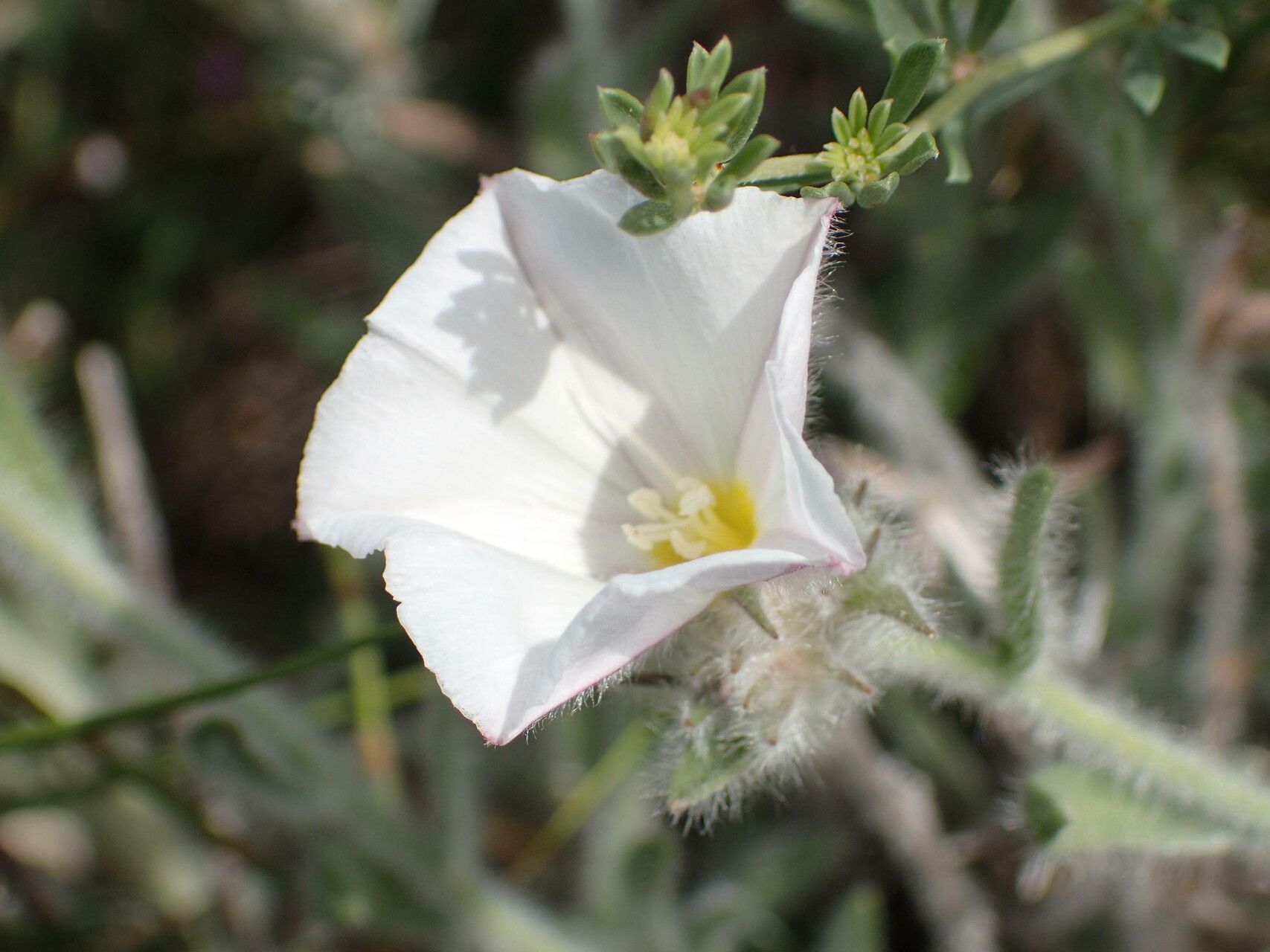 Convolvulus lanuginosus flower