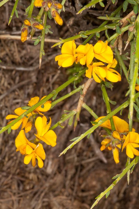Genista salzmannii flower