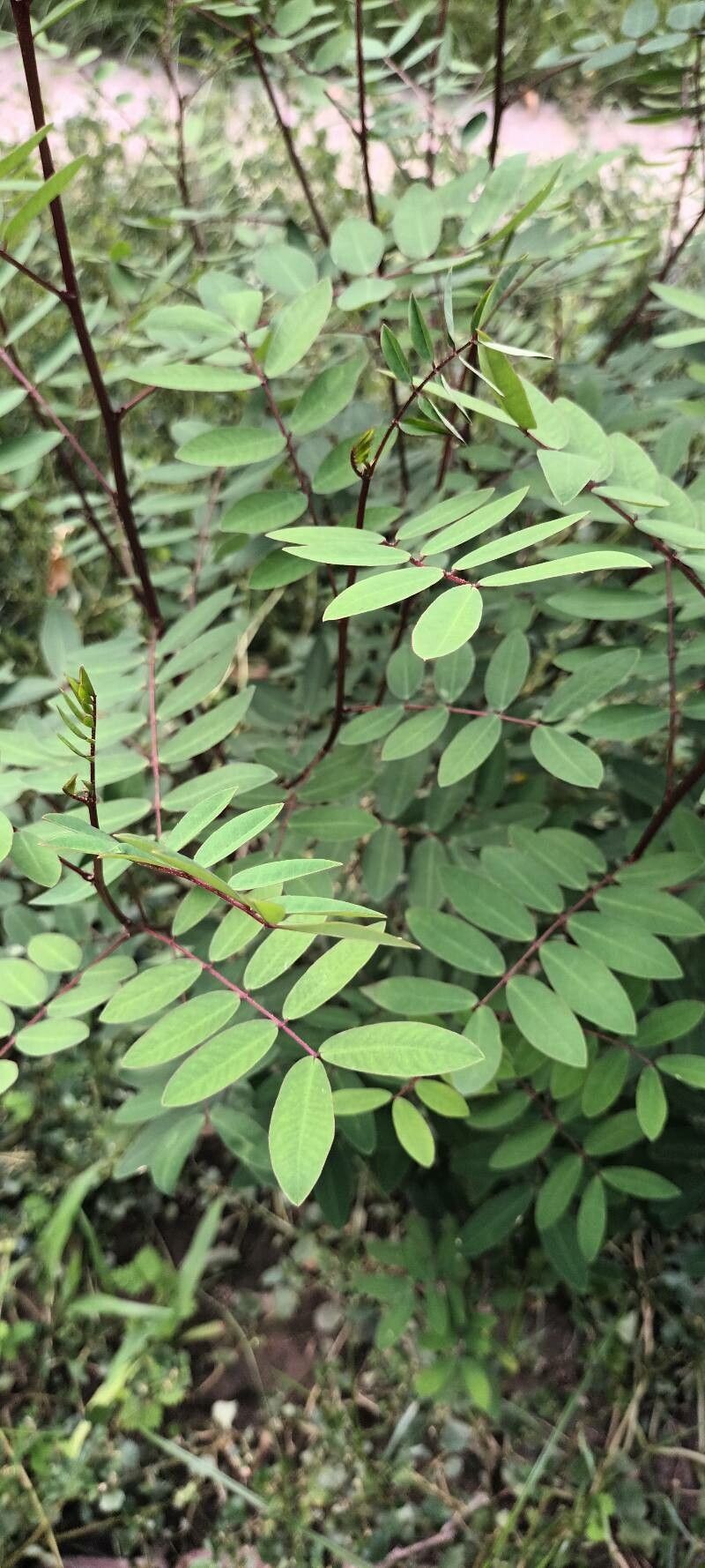 Senna sophera — search result for 'Senna'