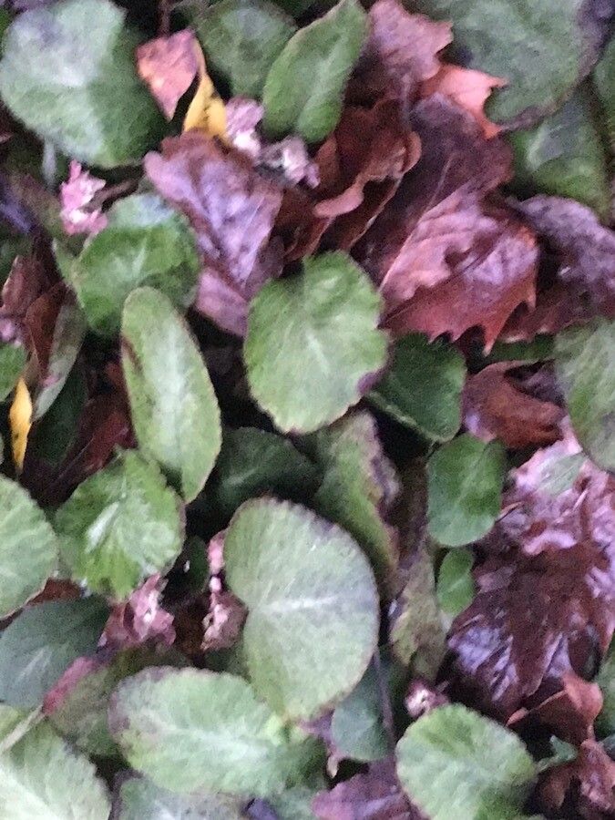 Chrysosplenium macrophyllum leaf