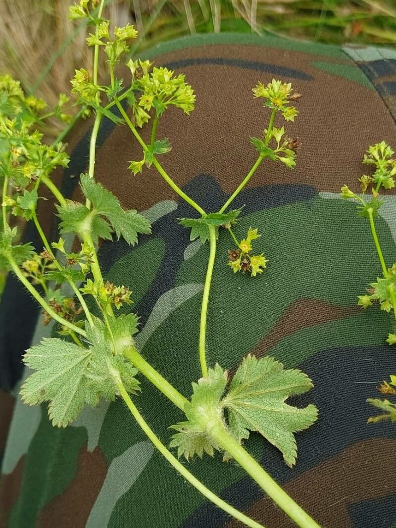 Alchemilla micans flower