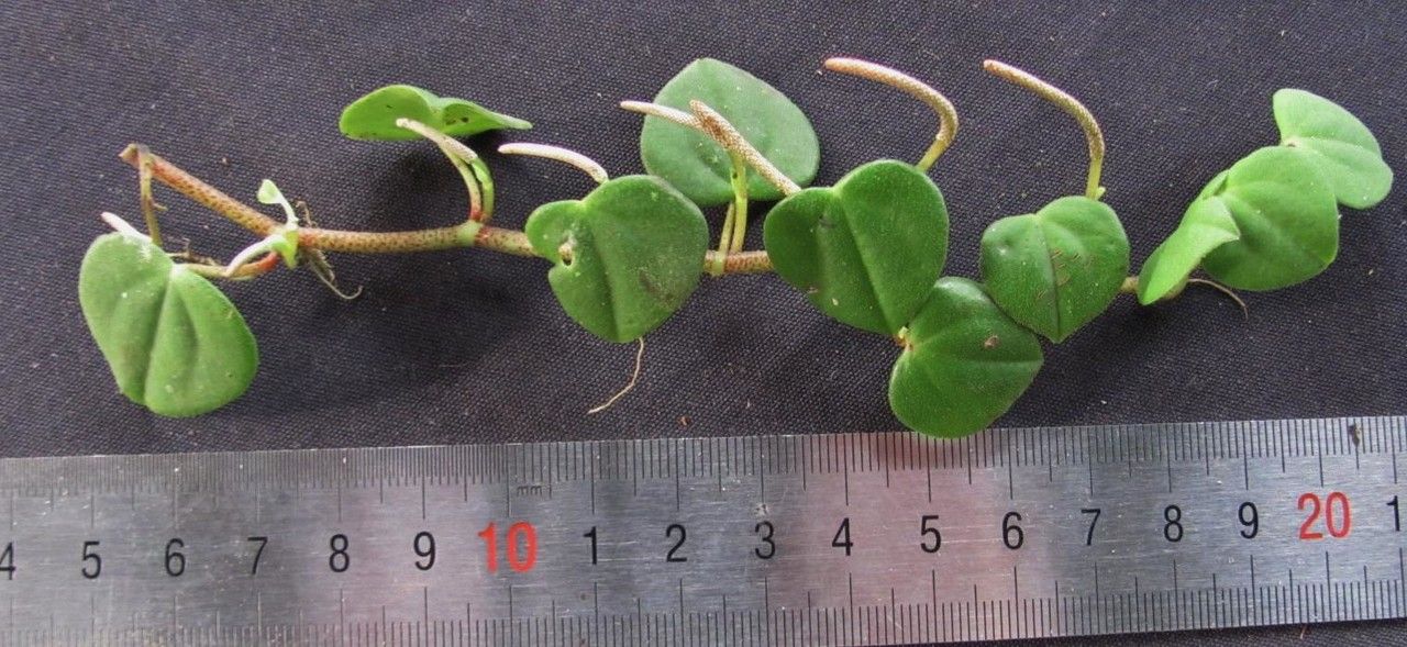 Peperomia pseudocasaretti other