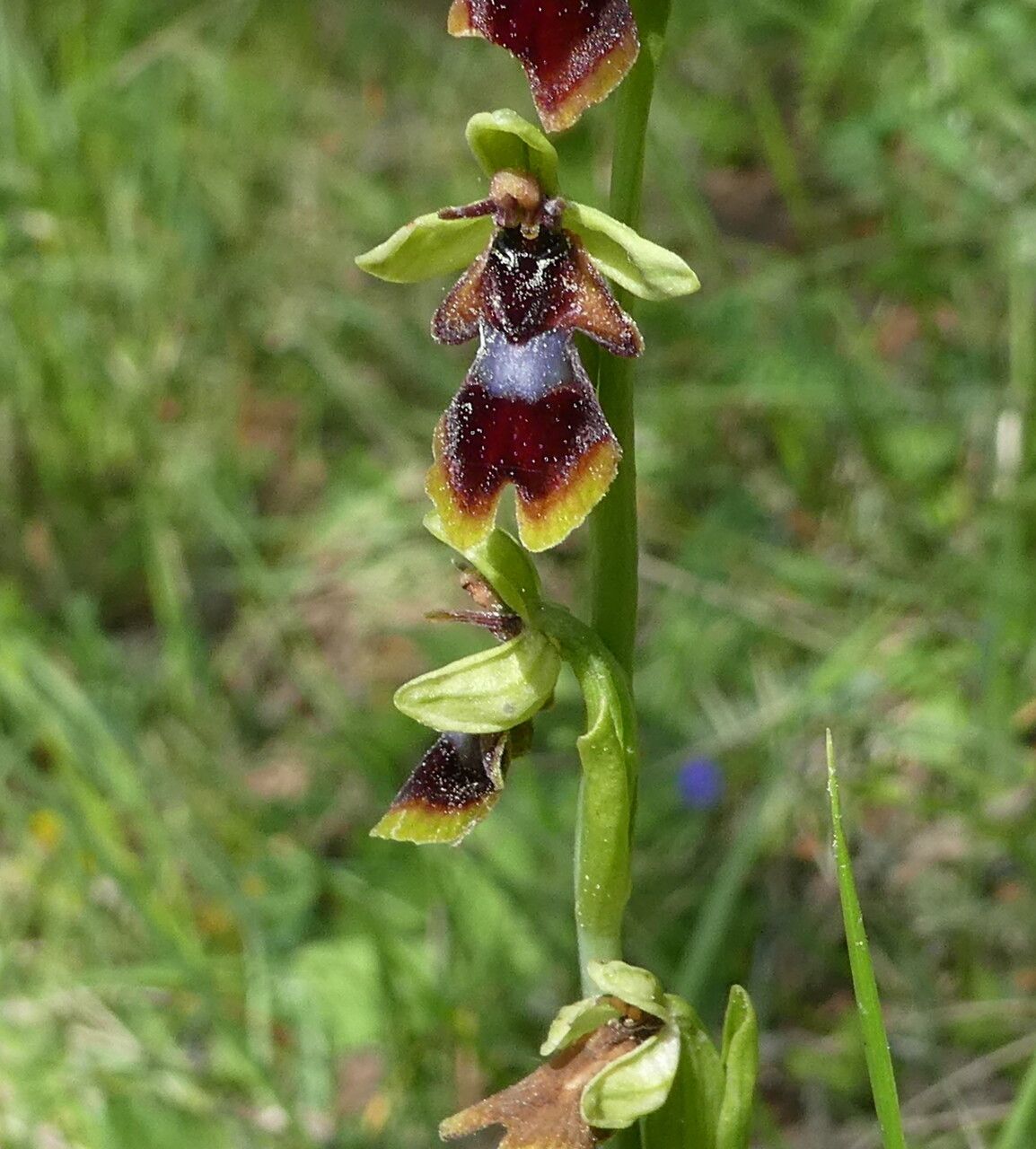 Ophrys subinsectifera habit