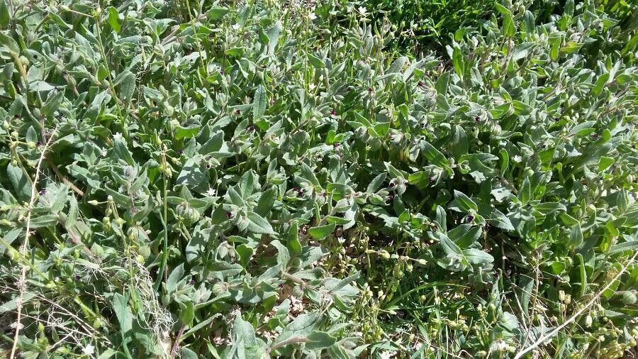 Nonea echioides leaf