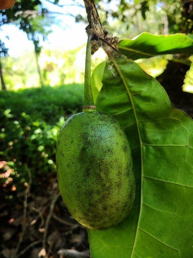 Amphitecna latifolia fruit