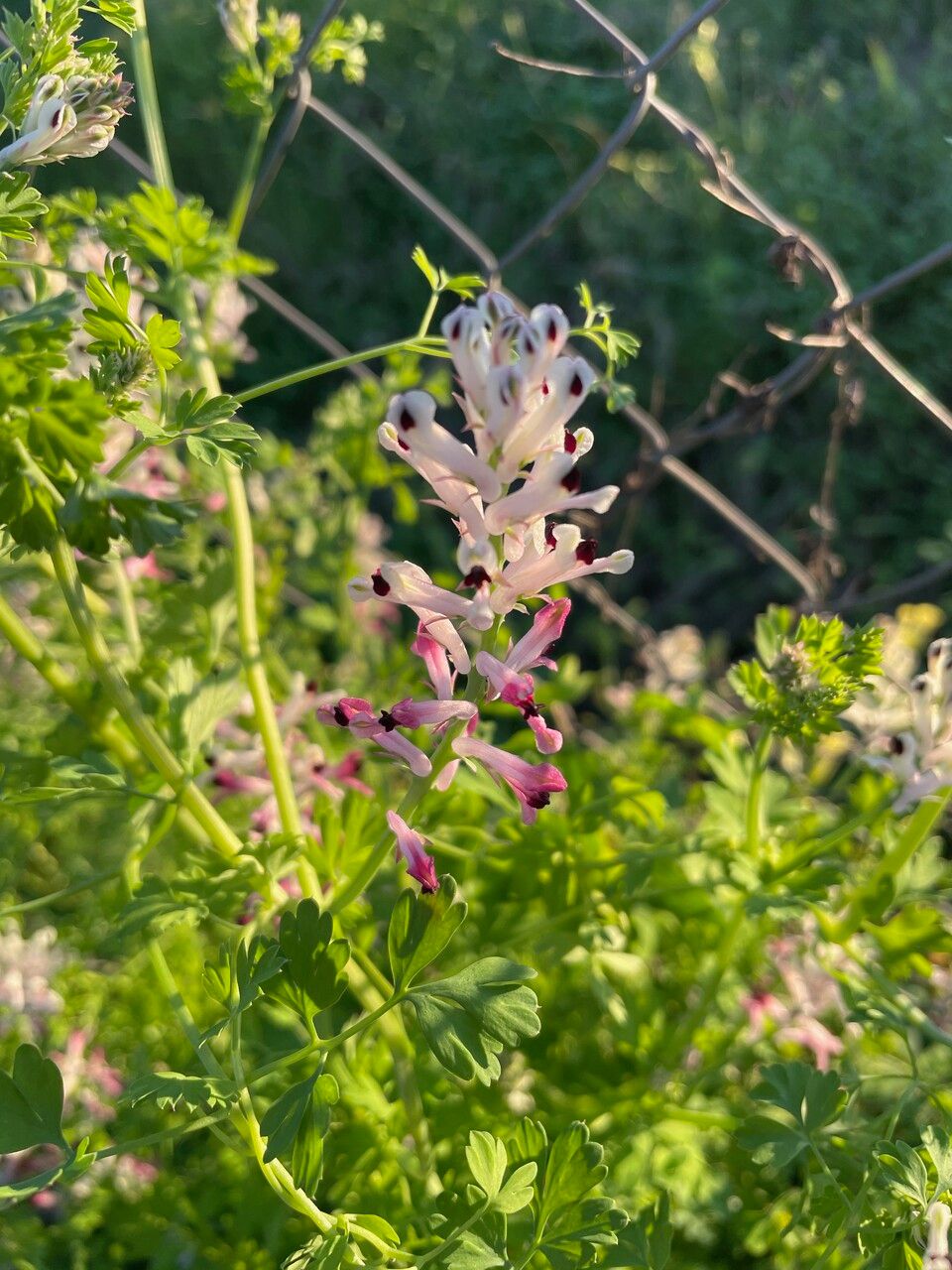 Fumaria agraria flower