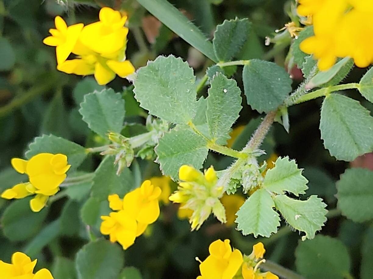 Trigonella caelesyriaca leaf