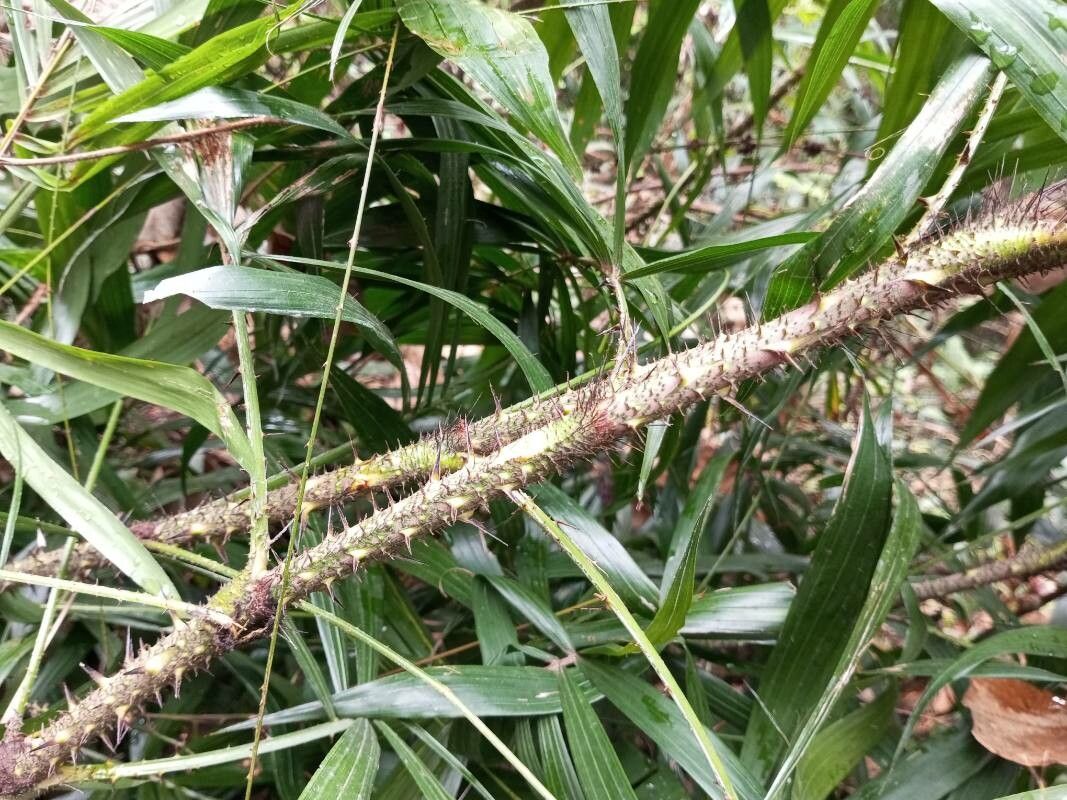 Calamus rheedei bark