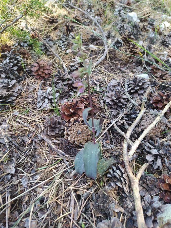 Epipactis kleinii — search result for 'Epipactis'