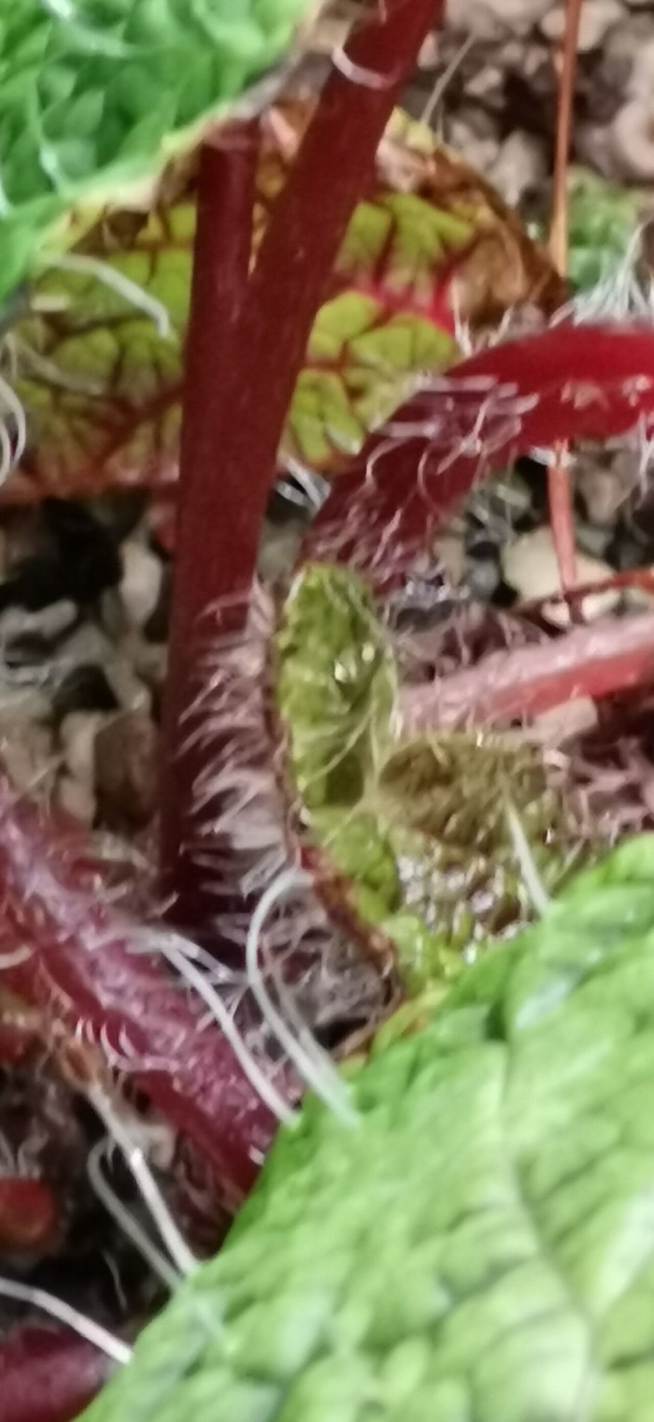 Begonia longiciliata bark