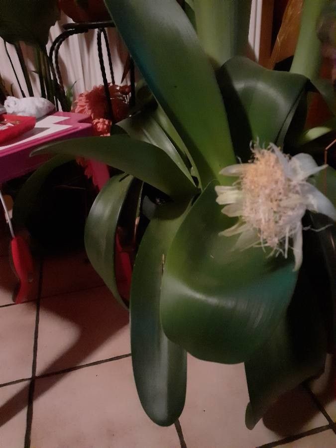 Haemanthus pauculifolius leaf