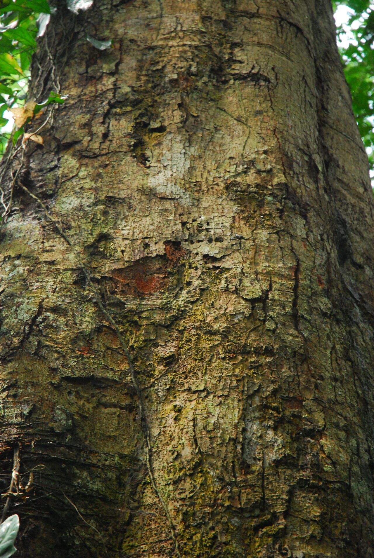 Fillaeopsis discophora bark
