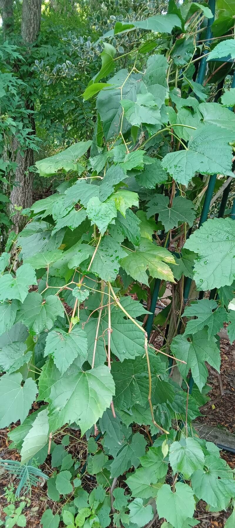Ampelopsis brevipedunculata leaf