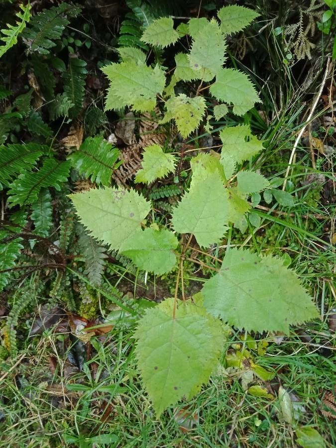Aristotelia serrata — related species from the same genus