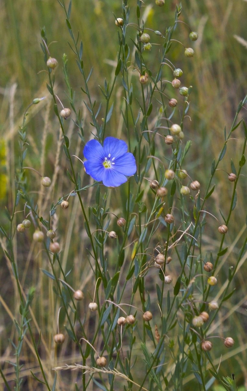 Linum lewisii habit
