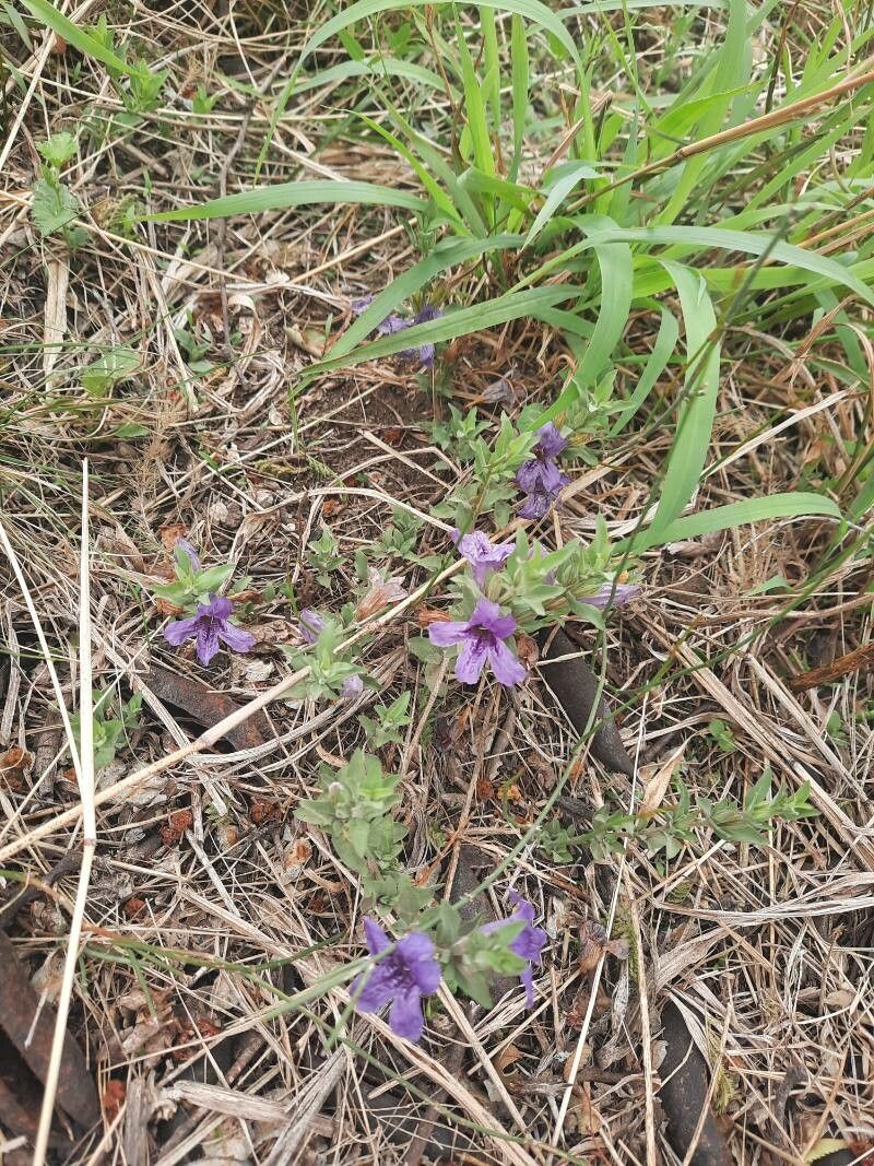 Dyschoriste oblongifolia habit