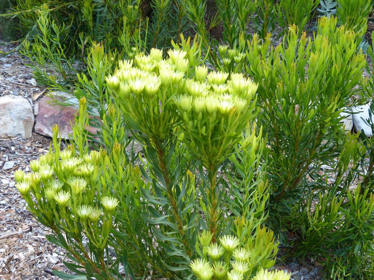 Leucospermum prostratum habit