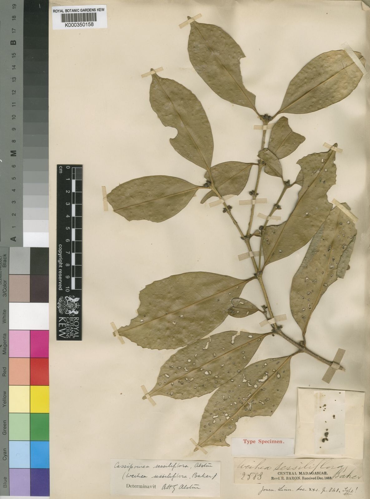 Cassipourea sessiliflora — search result for 'Cassipourea'