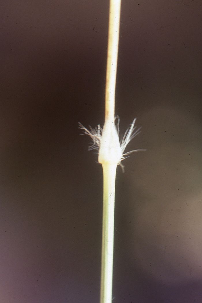 Stipagrostis obtusa bark