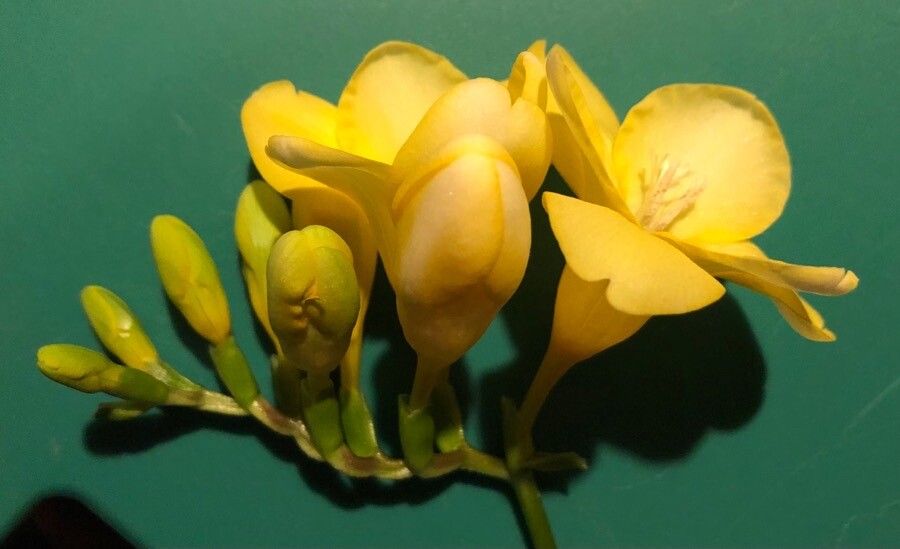 Freesia corymbosa habit