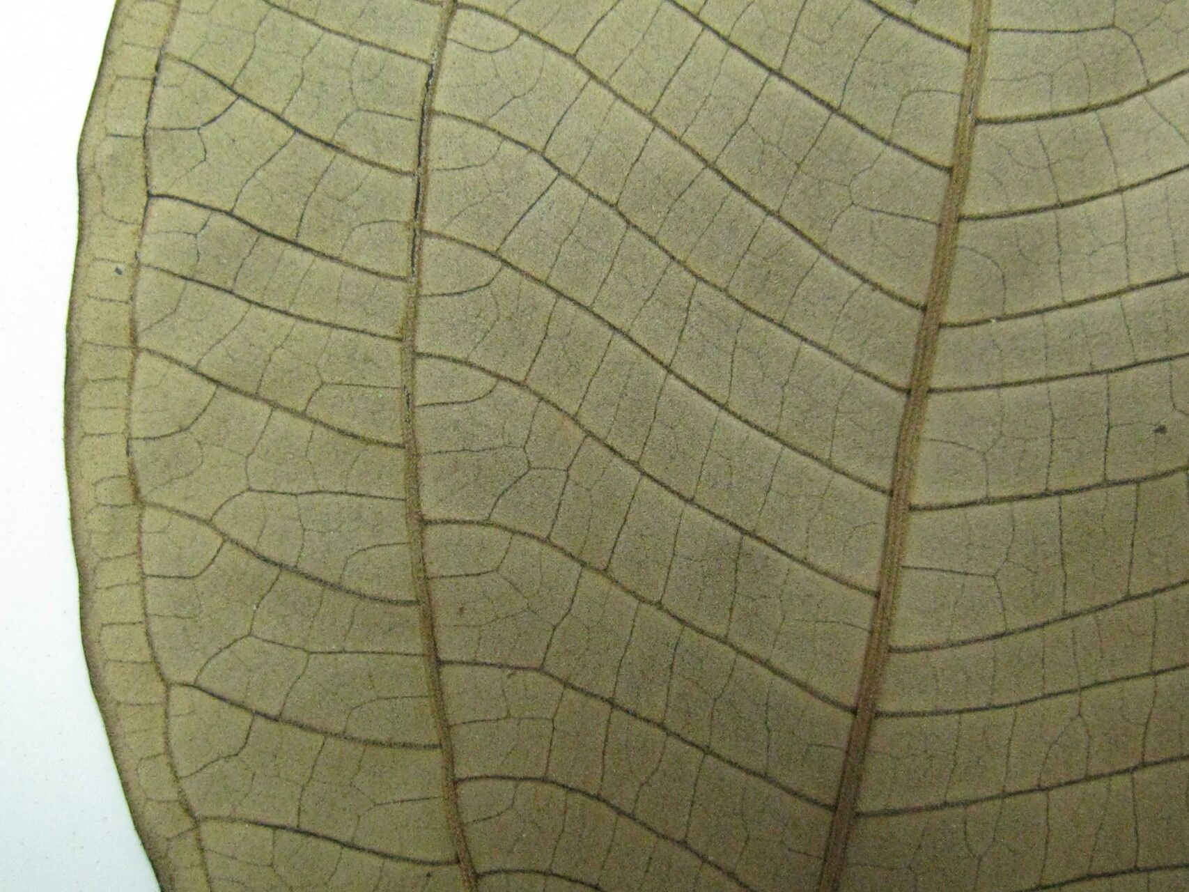 Miconia lepidota — houseplant care guide