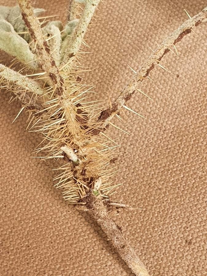 Solanum coagulans bark