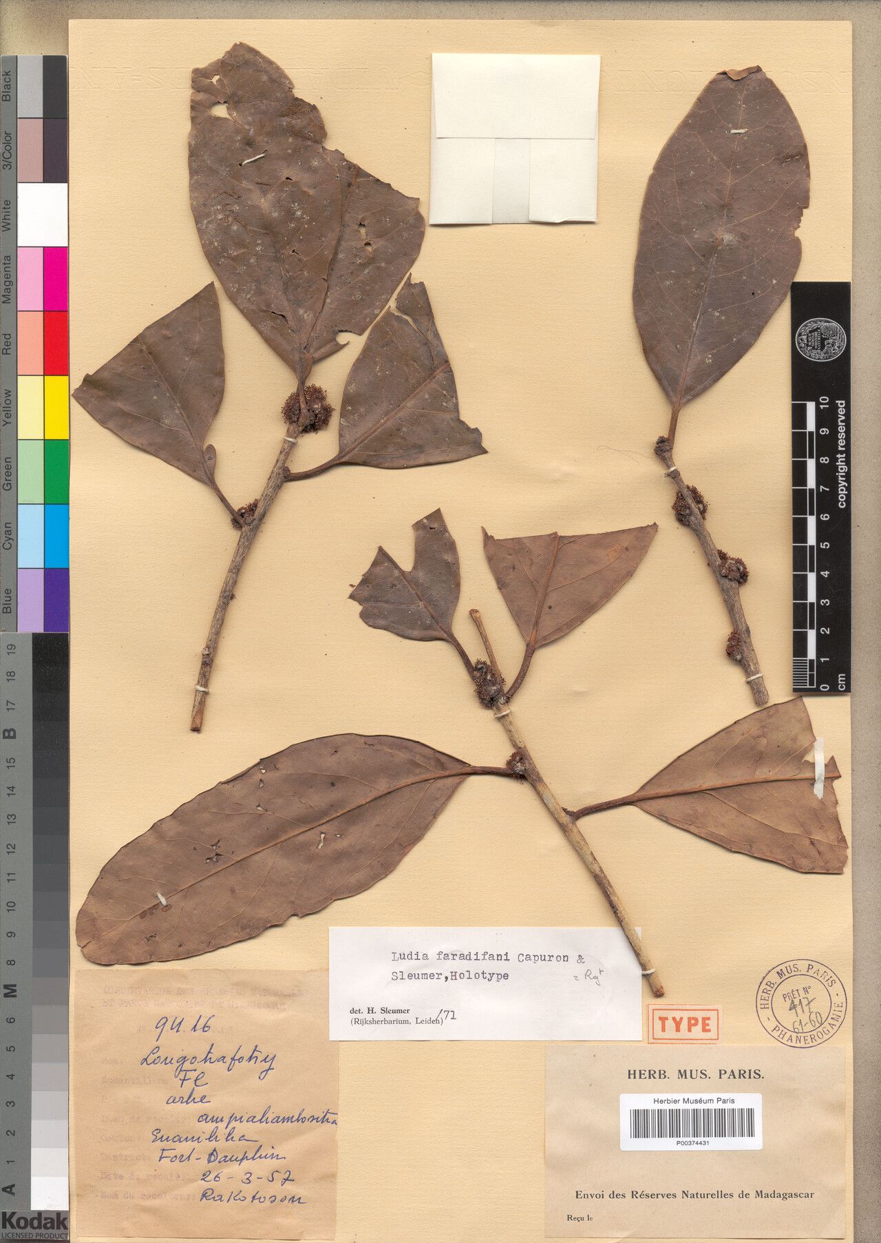 Ludia faradifani — houseplant care guide