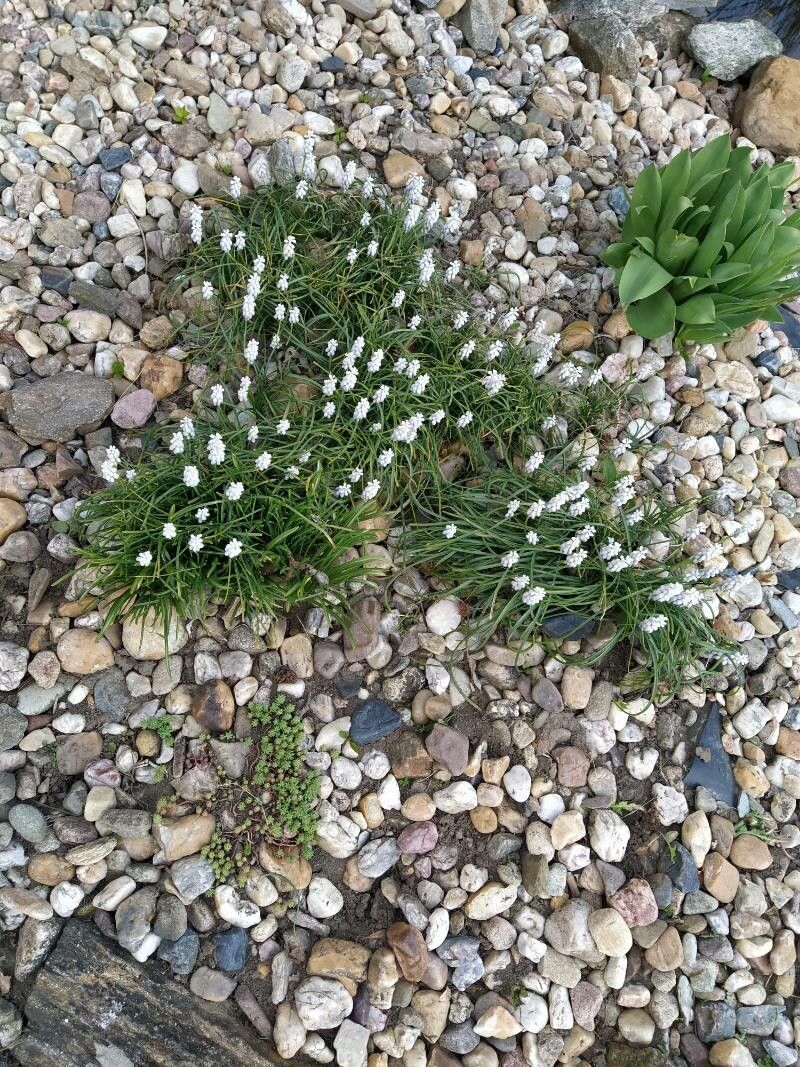 Muscari aucheri leaf