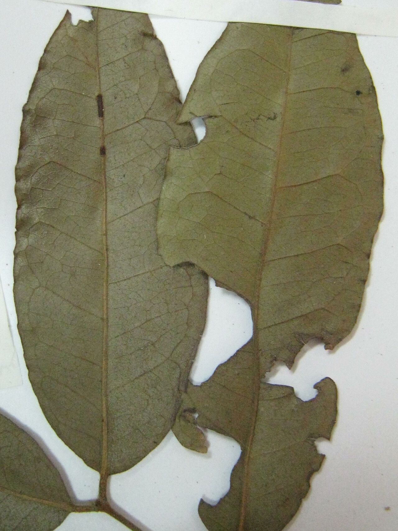 Eugenia armeniaca — houseplant care guide