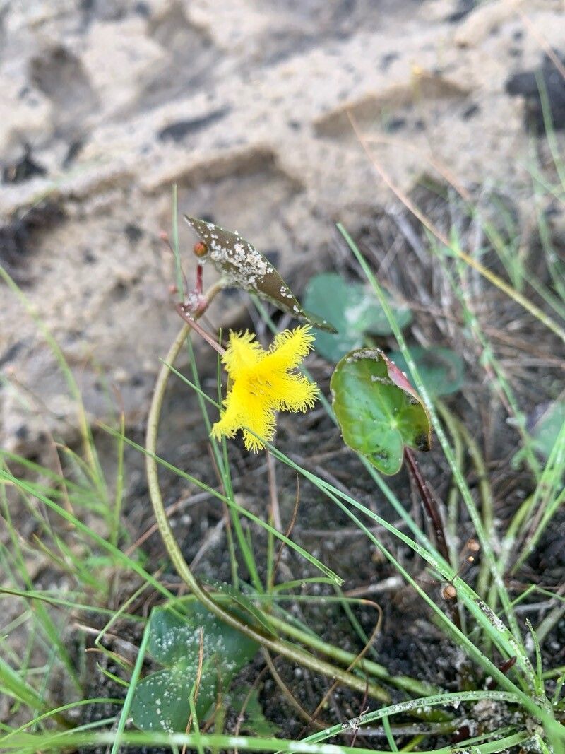 Nymphoides forbesiana flower