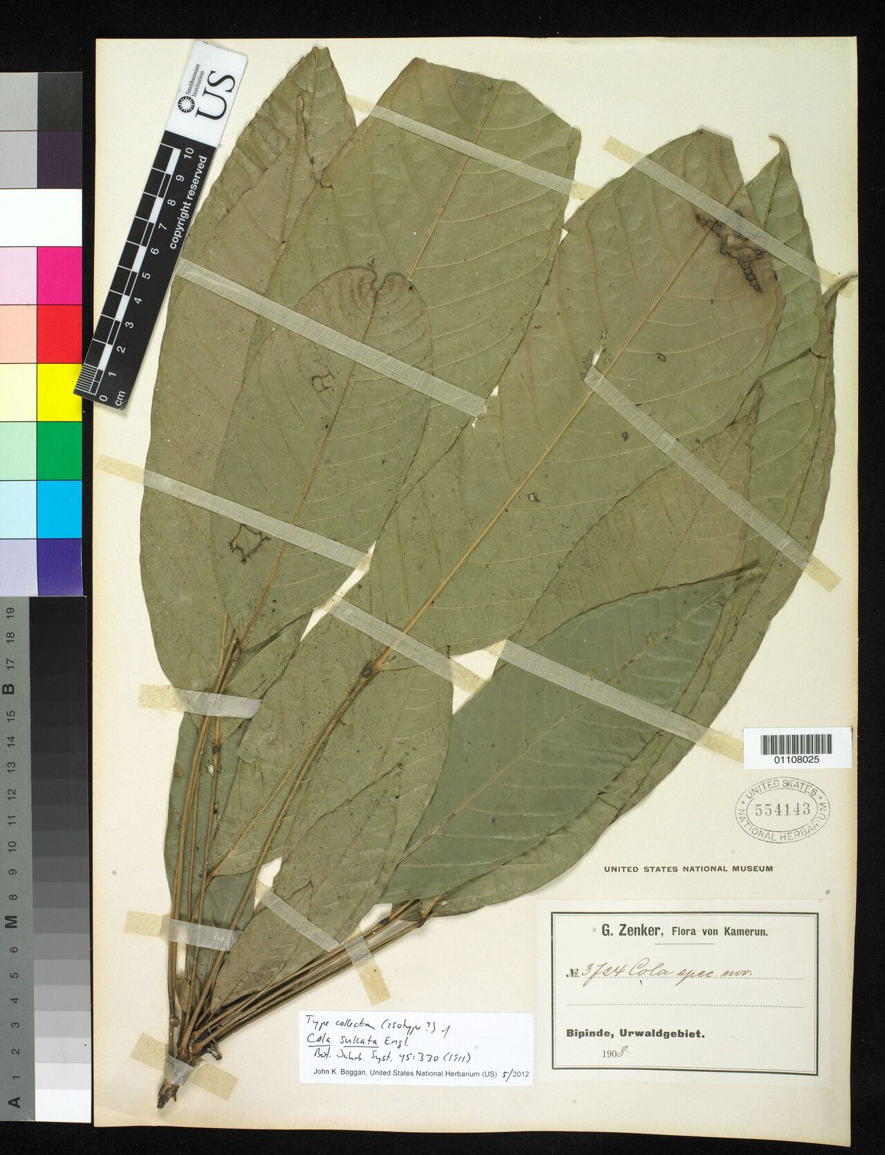 Cola sulcata — houseplant care guide