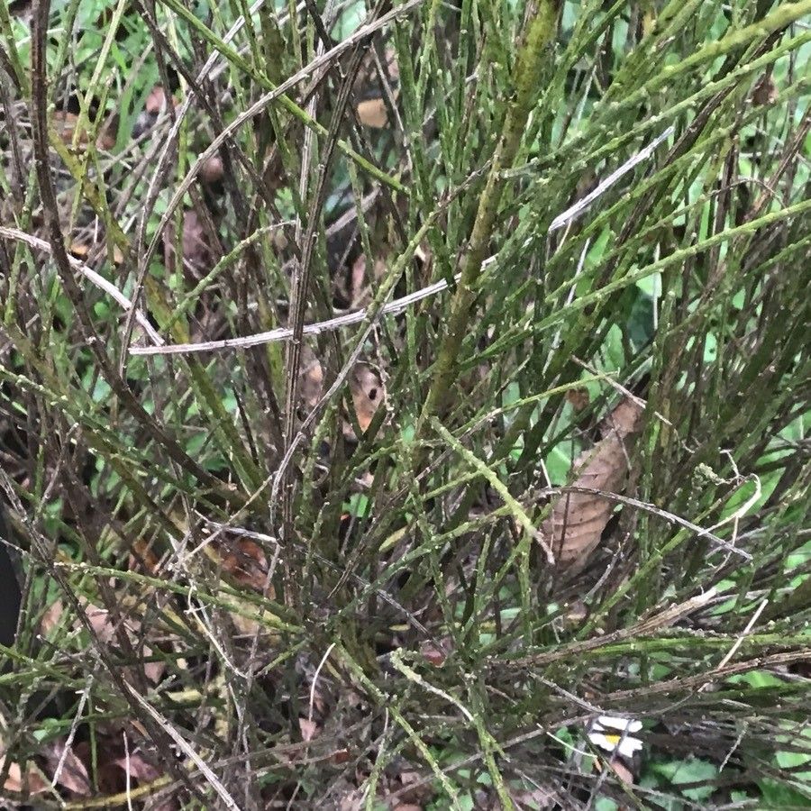 Cytisus cantabricus leaf
