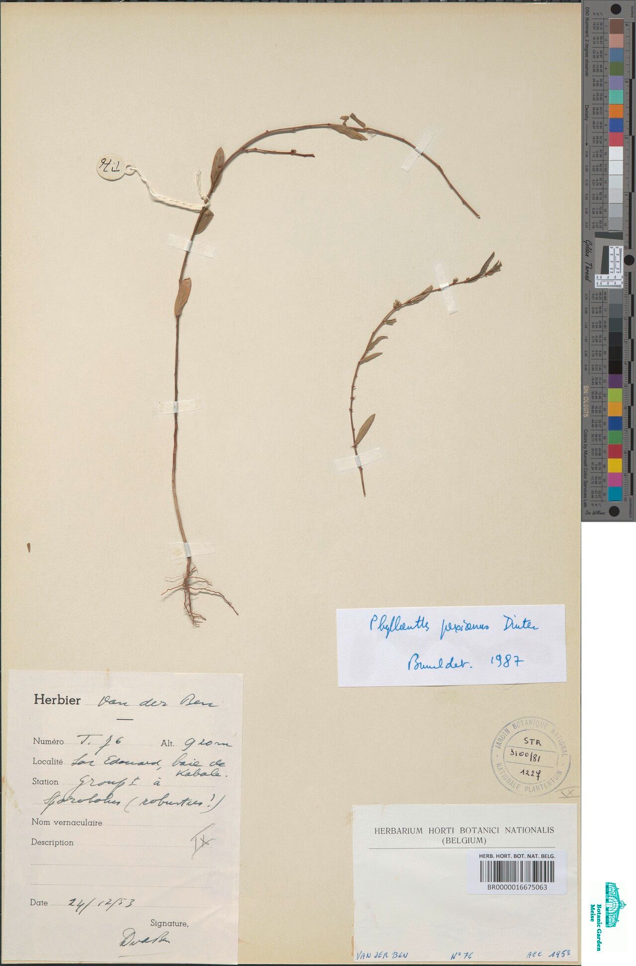 Phyllanthus paxianus — houseplant care guide