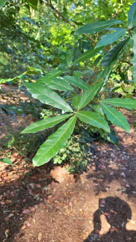 Quercus grahamii leaf