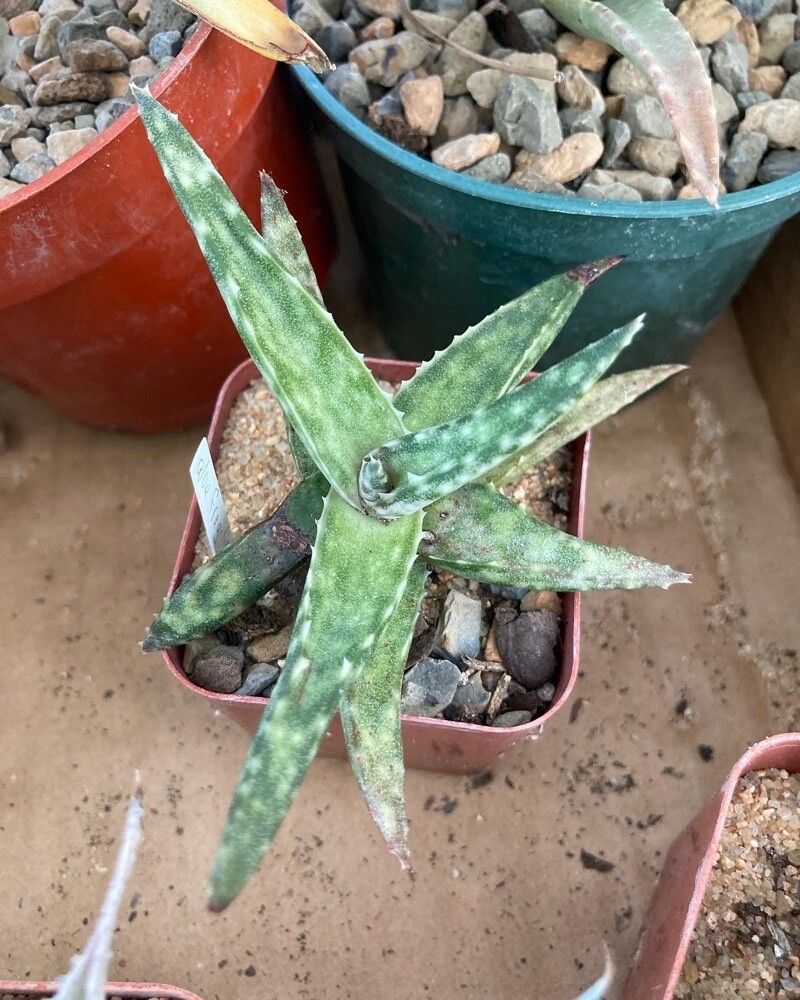 Aloe fragilis leaf
