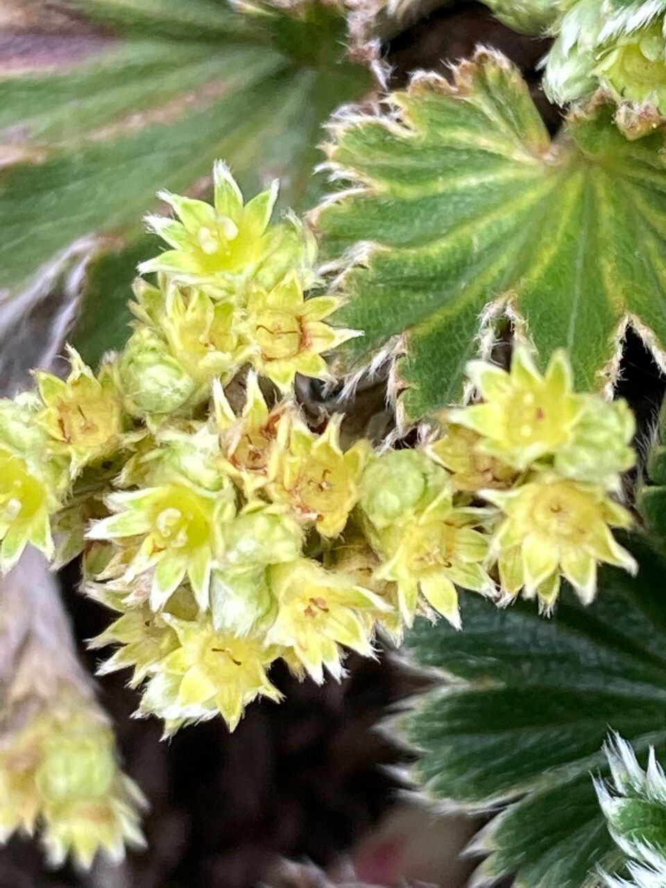 Alchemilla orbiculata flower