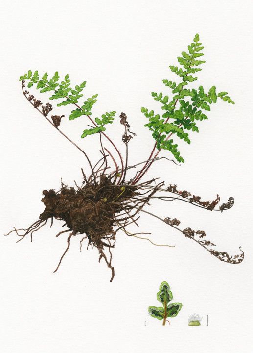 Cheilanthes acrostica other