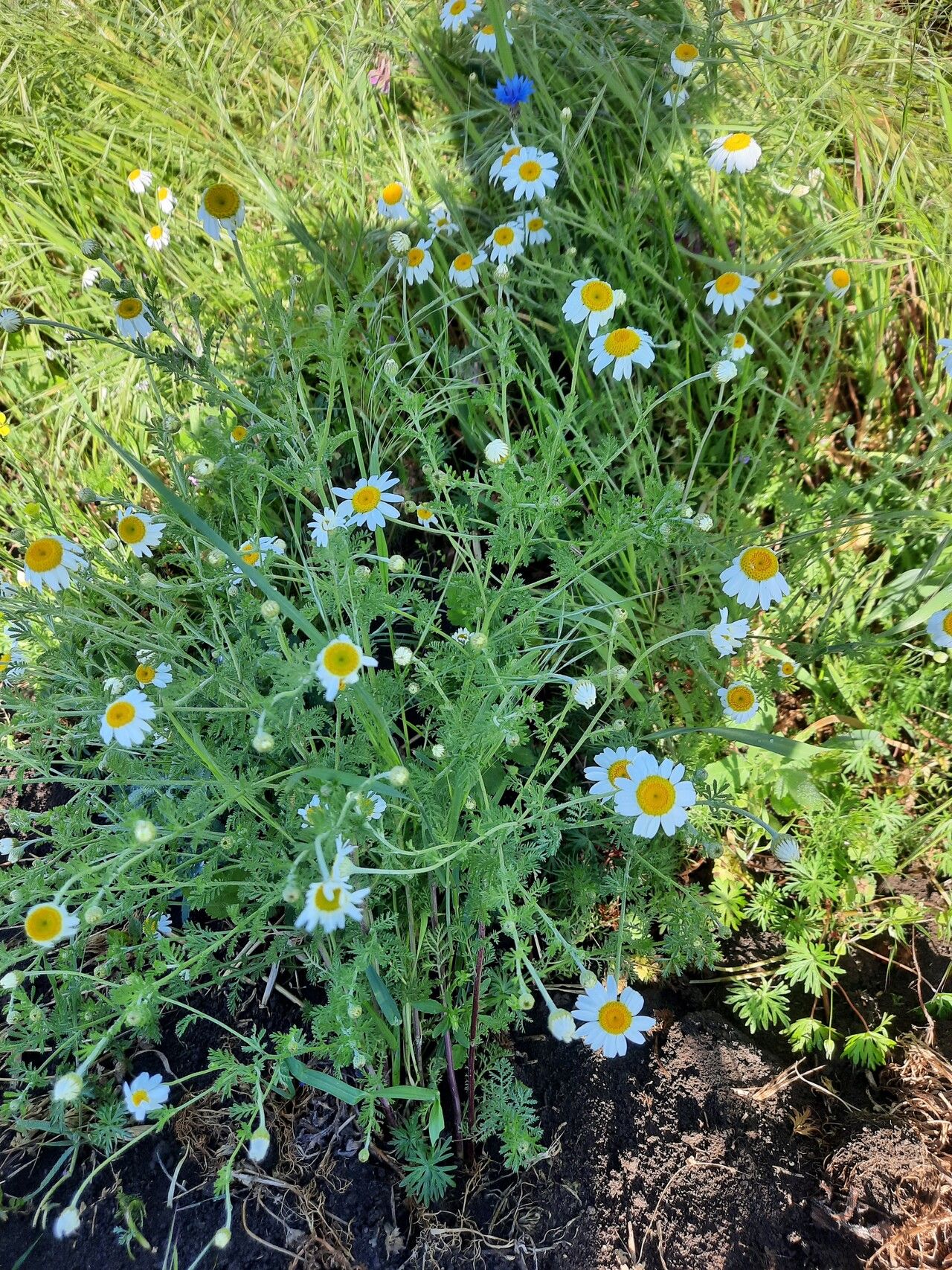 Cota austriaca other