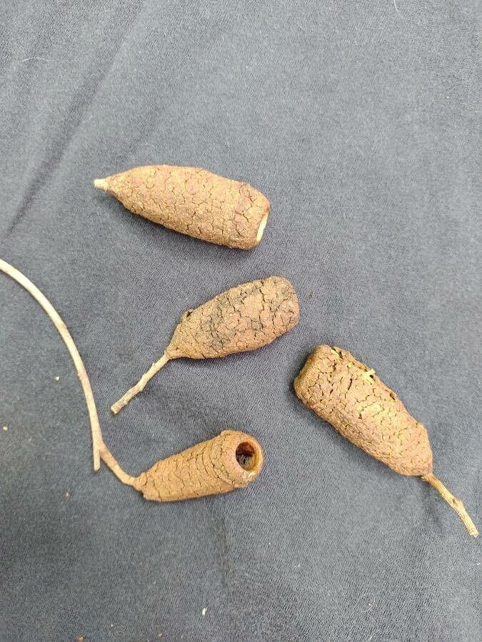 Cariniana legalis fruit