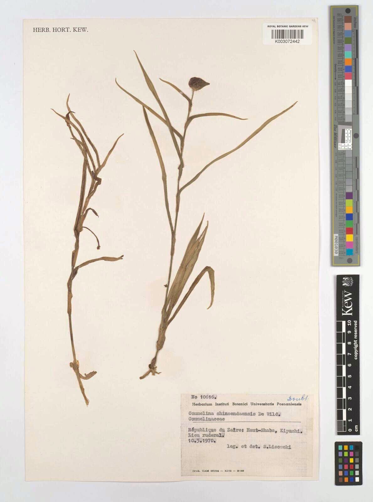 Commelina shinsendaensis — search result for 'Commelina'