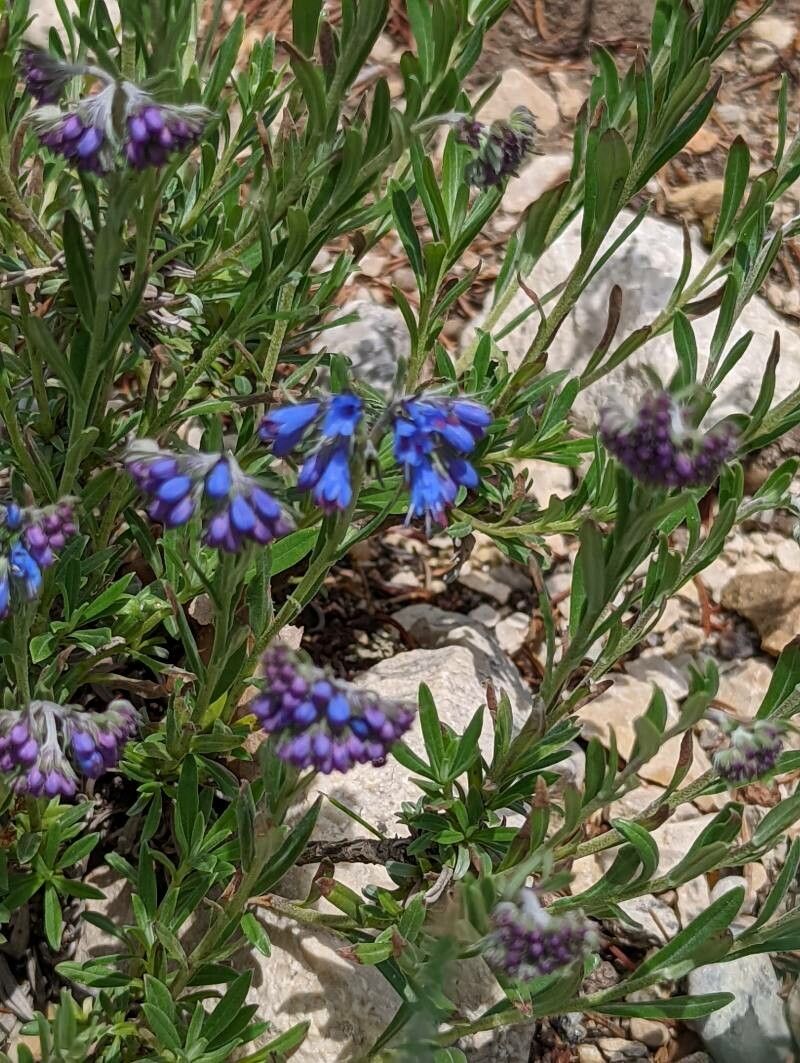 Paramoltkia doerfleri leaf